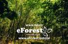 Loturi de la 720 mp, intre 2 paduri, eForest, acces asfaltat din DN1A - 5