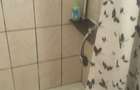 Inchiriez aprtament la curte Timi?oara, Brancoveanu - 8