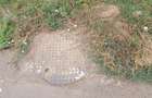 Teren de 700 mp, în Dragomirești-Vale - 10