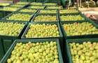 Afacere la cheie-FERMĂ POMICOLA - 4