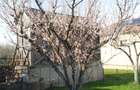 Casa 4 camere Petid,judetul Bihor - 6
