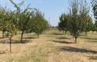 Vand loc de casa ( doua parcele )