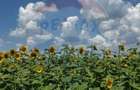 Teren 6,000mp Costana / DN 178A - Costana (Suceava) - 3