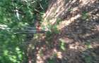 Se vinde padure 2.7 ha comuna berca