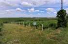 Vand teren vie in Maderat, jud Arad - 1