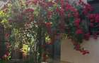 De vanzare, vila deosebita, in LAZU, 174 mp ?i 300mp teren - 1