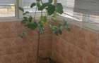 Apartament cu 3 camere - 3