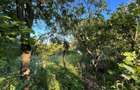 Casa cu Teren Extins Liniste, Natura si Spatiu Generos - 7