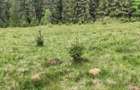 Vand Teren in sat Dealu Botii comuna Belis - 1
