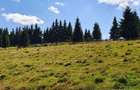 Oportunitare | Teren 1350 mp cu PUZ | Belis - 7