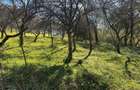 Vand teren extravilan in comuna cosbuc - 6