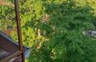 Casă cu 3 camere în Timișoara - 15
