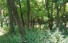 Vand Padure de salcam 10 ha com. Fartanesti Jud Galati - 5
