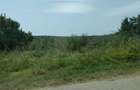 Teren de 40000 mp, în Murani - 3