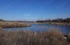 Teren la lac, Balta Palatului Caciulati