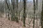 Teren extravilan de vanzare, 3.5 ha padure + pasune in Comun - 4