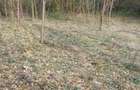 Teren 1600 mp Podu Cheii langa Baraj Paltinu | ideal cabane casa vacan?a - 3