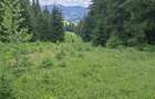 De vinzare Teren extravilan 24,578 m2,in Saru Dornei la 14 km de Vatra Dornei. - 1