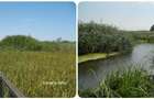 Comana intravilan, ultim lot (din 15), Delta, gaze, privat credit/rate - 6