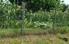 Casă cu Teren 5300 Mp în Spătac - 2