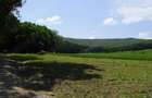 Padure 9 ha in Negresti - Vaslui - 8