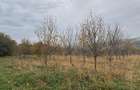 Vand Teren Comsesti Com. Tureni - 4