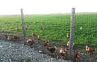 Ferma de gaini ouatoare in sistem free-range | 45.000 mp teren - 6