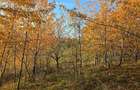 Teren intravilan 18000 mp Ciurea - Iasi | 13 /mp | 40 m la asfalt | Utilitati - 3