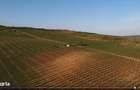 Vie Vanzare Podgoria Dealu-Mare, Boldesti-Scaeni, Prahova - 15,39 ha - 7