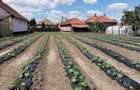 Casa de vanzare in Ungaria - Micherechi (Mehkerek) comunitate romana - 8