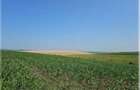 1,1 hectare teren agricol in comuna Bragadiru din judetul Teleorman - 1