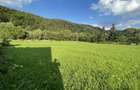 Pamant i travilan Brodina - 2