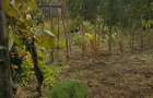 Casă cu 5 camere cu Teren 3200 Mp în Stângăceaua - 5
