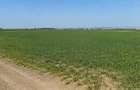 Teren 15.000 mp la 10 km de craiova-comuna mischii - 1