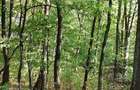 Vând pădure tânără în Vărsătura, com. Jaristea =5900 mp - 2