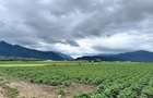 Teren agricol de 13200 mp, în Cernatu - 3