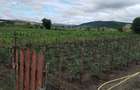 Vand casa Lechincioara( 20 km de Tg Mures) - 7