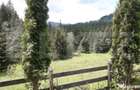 Casa de vacan?a in Piatra Fantanele + 4,5 arii teren - 13
