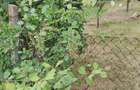 Vand teren intravilan - 5