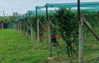 Teren extravilan in Baicoi 10.000mp plantatie mure --80.000e - 5