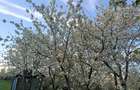 Vand teren in Adancata, jud. Suceava - 4