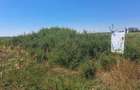 Teren agricol de 10000 mp, în Ghiroda - 6