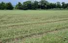 Teren agricol de 4900 mp, în Boldești - 1