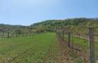 Teren 5,70 ha intravilan+extravilan, Vladimir-Andreesti , Jud.Gorj - 7