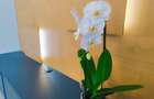 Apartament 3 camere Baneasa
