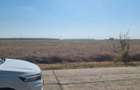 Pret redus! 10000mp intravilan Snagov Peris Tancabesti - 3