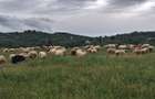 Teren agricol extravilan de 3600 mp, în Jugureni - 4