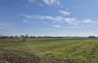 Trestieni - Ulmi, vanzare teren 1.663mp, intravilan - 17