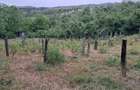 Casă cu Teren 2500 Mp în Gura Văii - 4
