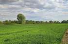 Teren de vanzare - Satu Mare - 3
